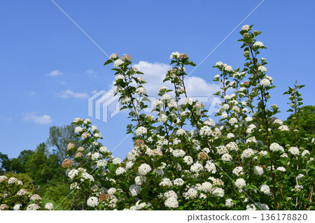 Meadowsweet 136178820