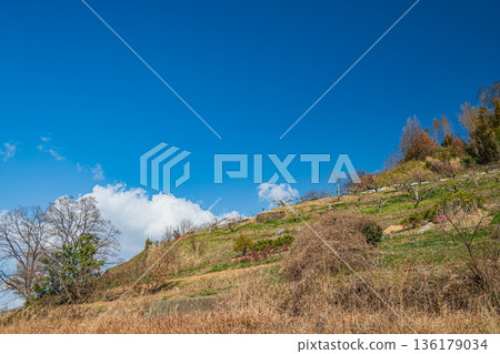 Winter orchards in Asuka Village, Nara Prefecture 136179034
