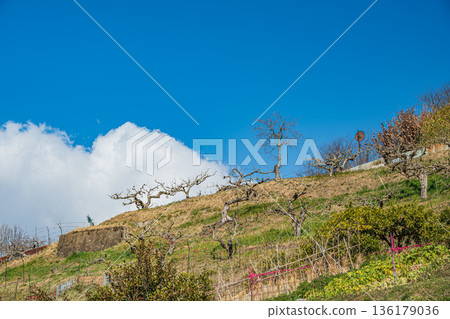 Winter orchards in Asuka Village, Nara Prefecture 136179036