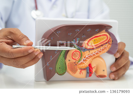 Liver with gallbladder, pancreas spleen and duodenum, Asian doctor holding human anatomy model for study diagnosis and treatment in hospital. 136179093