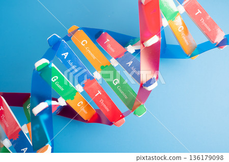 DNA or Deoxyribonucleic acid i double helix chains structure formed. 136179098