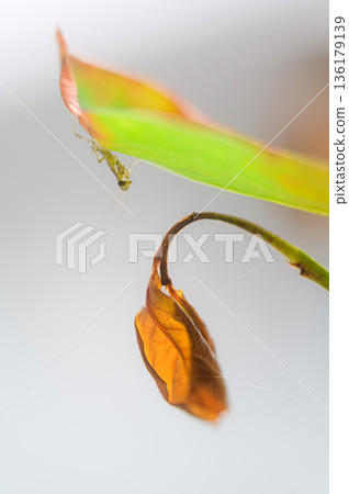 Newborn praying mantis spring scenery Newborn praying mantis spring scenery 136179139