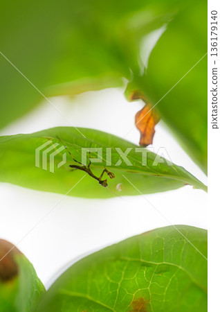 Newborn praying mantis spring scenery 136179140