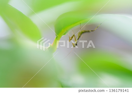 Newborn praying mantis spring scenery 136179141