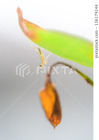 Newborn praying mantis spring scenery 136179144