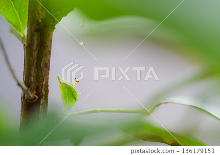 Newborn praying mantis spring scenery Newborn praying mantis spring scenery 136179151