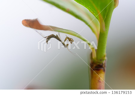 Newborn praying mantis spring scenery Newborn praying mantis spring scenery 136179153
