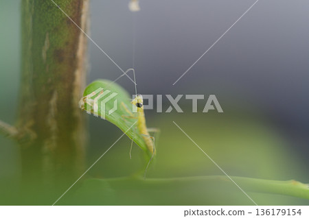 Newborn praying mantis spring scenery Newborn praying mantis spring scenery 136179154