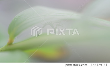 新生螳螂春景 136179161