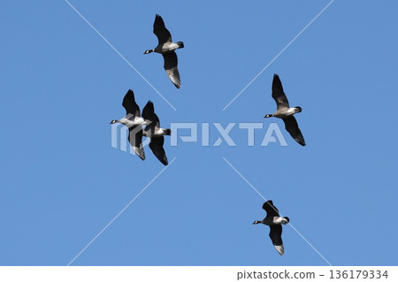 一群正在降落的山雀 136179334