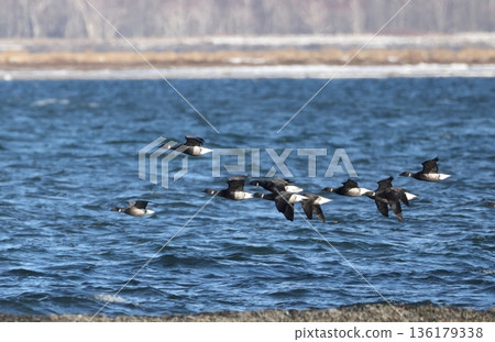 A flock of flying Brent Geese A flock of flying Brent Geese 136179338