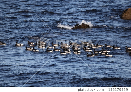 Brent geese flocking on the sea Brent geese flocking on the sea 136179339