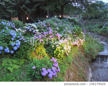 Ono pond hydrangea park 136179420
