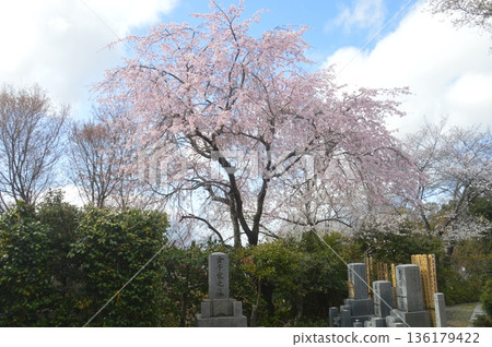 Kyoto · Kodaiji 136179422