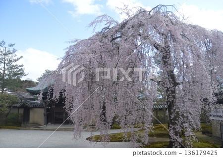 Kyoto · Kodaiji 136179425