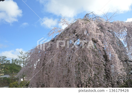 Kyoto · Kodaiji 136179426