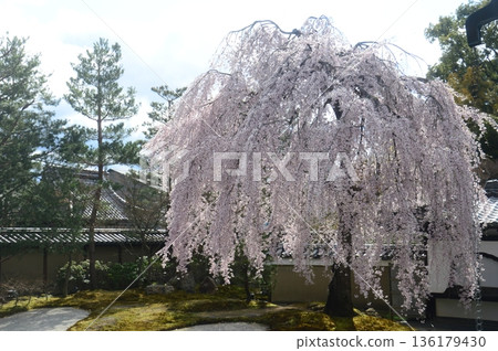 Kyoto · Kodaiji 136179430