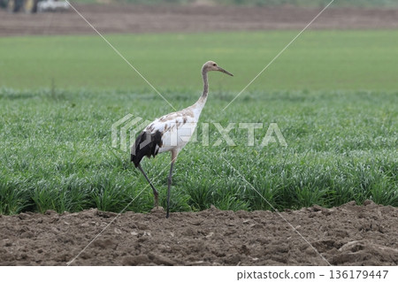 一隻年輕的丹頂鶴走過田野 一隻年輕的丹頂鶴走過田野 136179447