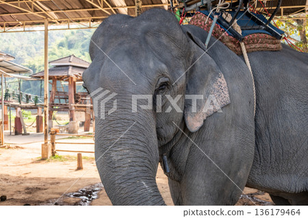 Asian elephant (Elephas maximus) living in wildlife conservation area in Chiang Rai province of Thailand. Asian elephant (Elephas maximus) living in wildlife conservation area in Chiang Rai province of Thailand. 136179464