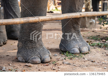 Cropped shot view of an Elephant's foot. The fatty pad in elephants mimics the heel in humans, helping absorb shock and allowing elephants to move relatively quietly. Cropped shot view of an Elephant's foot. The fatty pad in elephants mimics the heel in humans, helping absorb shock and allowing elephants to move relatively quietly. 136179465