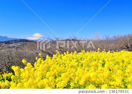 Azumayama Park Nanohana和富士山 Azumayama Park Nanohana和富士山 136179531