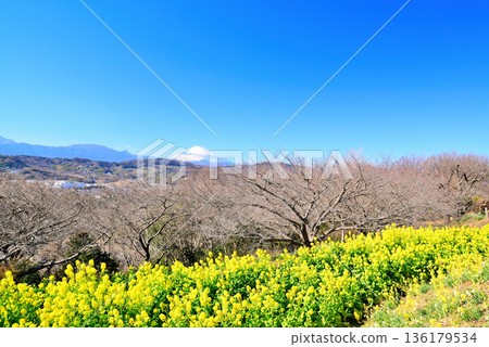 Azumayama Park Nanohana和富士山 Azumayama Park Nanohana和富士山 136179534