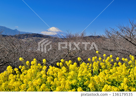 Azumayama Park Nanohana and Mt. Fuji 136179535