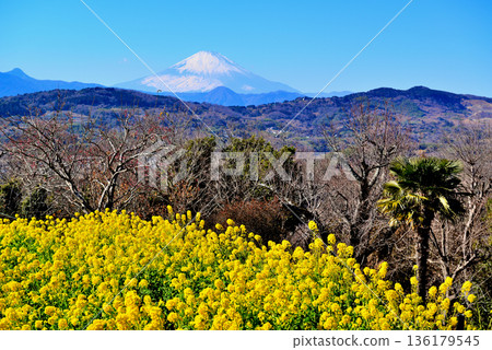 Azumayama Park Nanohana和富士山 Azumayama Park Nanohana和富士山 136179545
