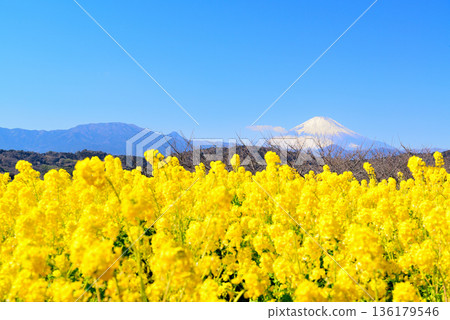Azumayama Park Nanohana和富士山 Azumayama Park Nanohana和富士山 136179546