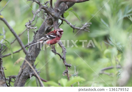 Summer feather long-tailed rosefinch male 136179552