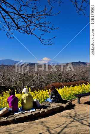 Azumayama Park Nanohana and Mt. Fuji 136179563