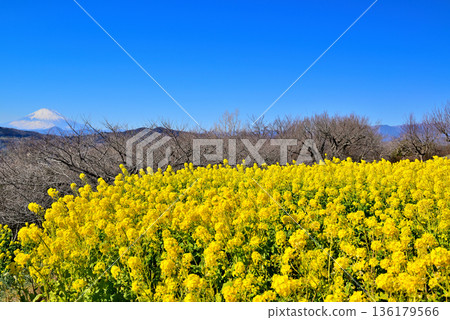 Azumayama Park Nanohana和富士山 Azumayama Park Nanohana和富士山 136179566