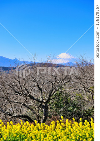 Azumayama Park Nanohana and Mt. Fuji Azumayama Park Nanohana and Mt. Fuji 136179567