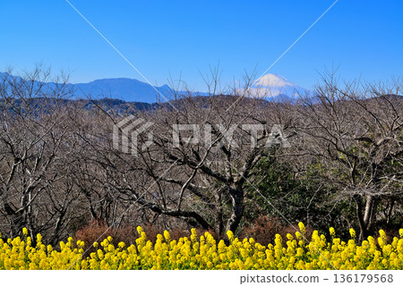 Azumayama Park Nanohana and Mt. Fuji Azumayama Park Nanohana and Mt. Fuji 136179568