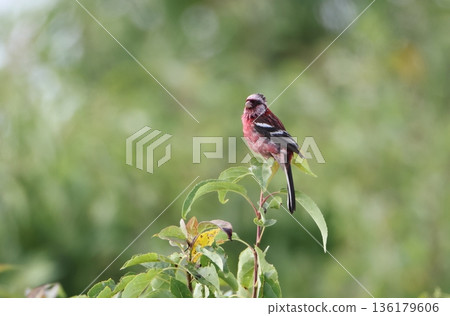 夏羽長尾朱雀男 136179606