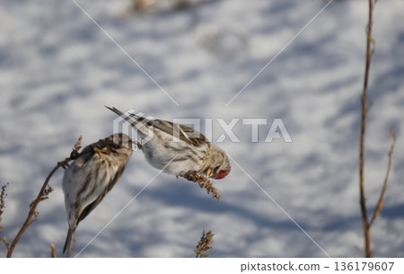 一隻雌性紅腹灰雀正在啄食草籽。 136179607