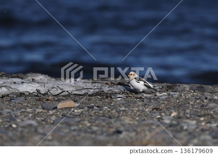 Snow Bunting walking on the sandy beach Snow Bunting walking on the sandy beach 136179609