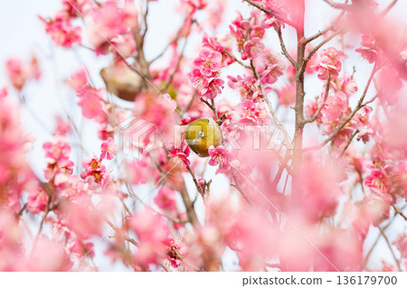 White-eye searching for nectar of plum blossom White-eye searching for nectar of plum blossom 136179700