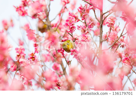 White-eye searching for nectar of plum blossom White-eye searching for nectar of plum blossom 136179701