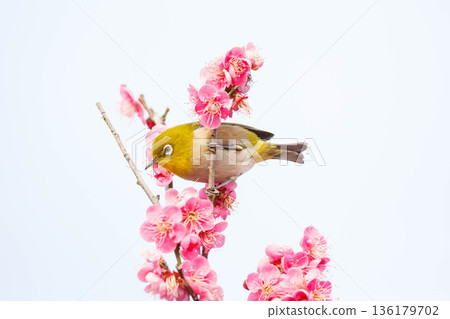 White-eye searching for nectar of plum blossom White-eye searching for nectar of plum blossom 136179702