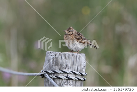 A skylark perched on a post 136179720