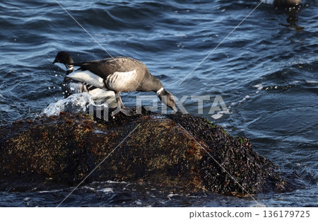 黑雁啄食海藻 黑雁啄食海藻 136179725