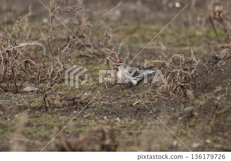 一隻雌性紅腹灰雀在地面上 136179726