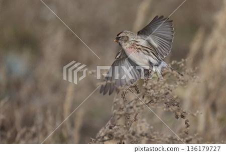 A male redpoll takes off from the grass A male redpoll takes off from the grass 136179727