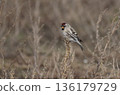 A female redpoll perched on the grass 136179729