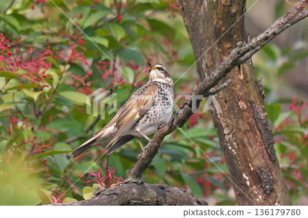 [Wild bird thrush] 136179780