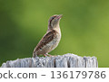 Singing Wryneck 136179786