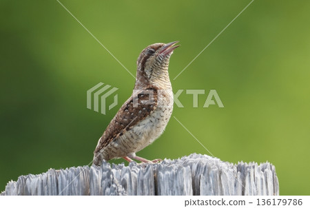Singing Wryneck Singing Wryneck 136179786
