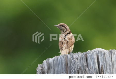 A black-and-white flycatcher resting on a post A black-and-white flycatcher resting on a post 136179787