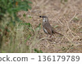 A female Siberian bluetail catching prey on the ground 136179789